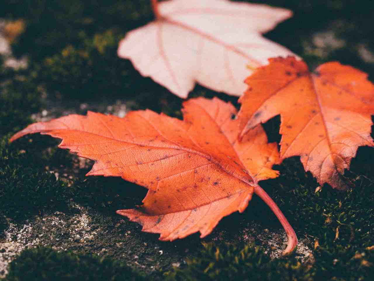 feuilles, automne, macro